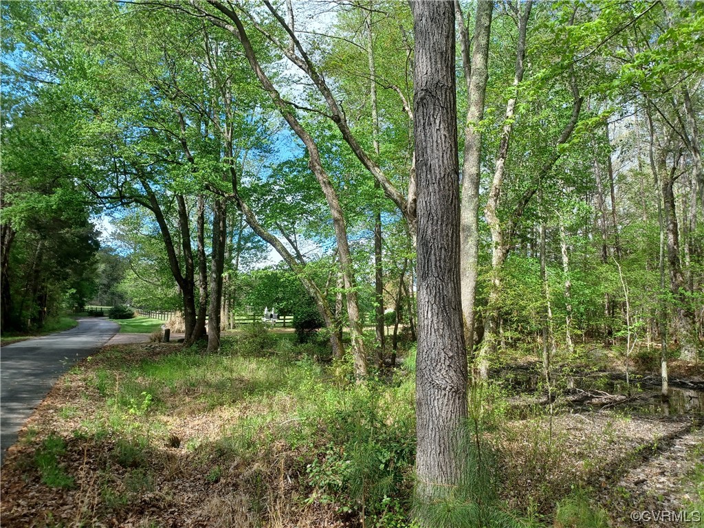 a view of lush green forest