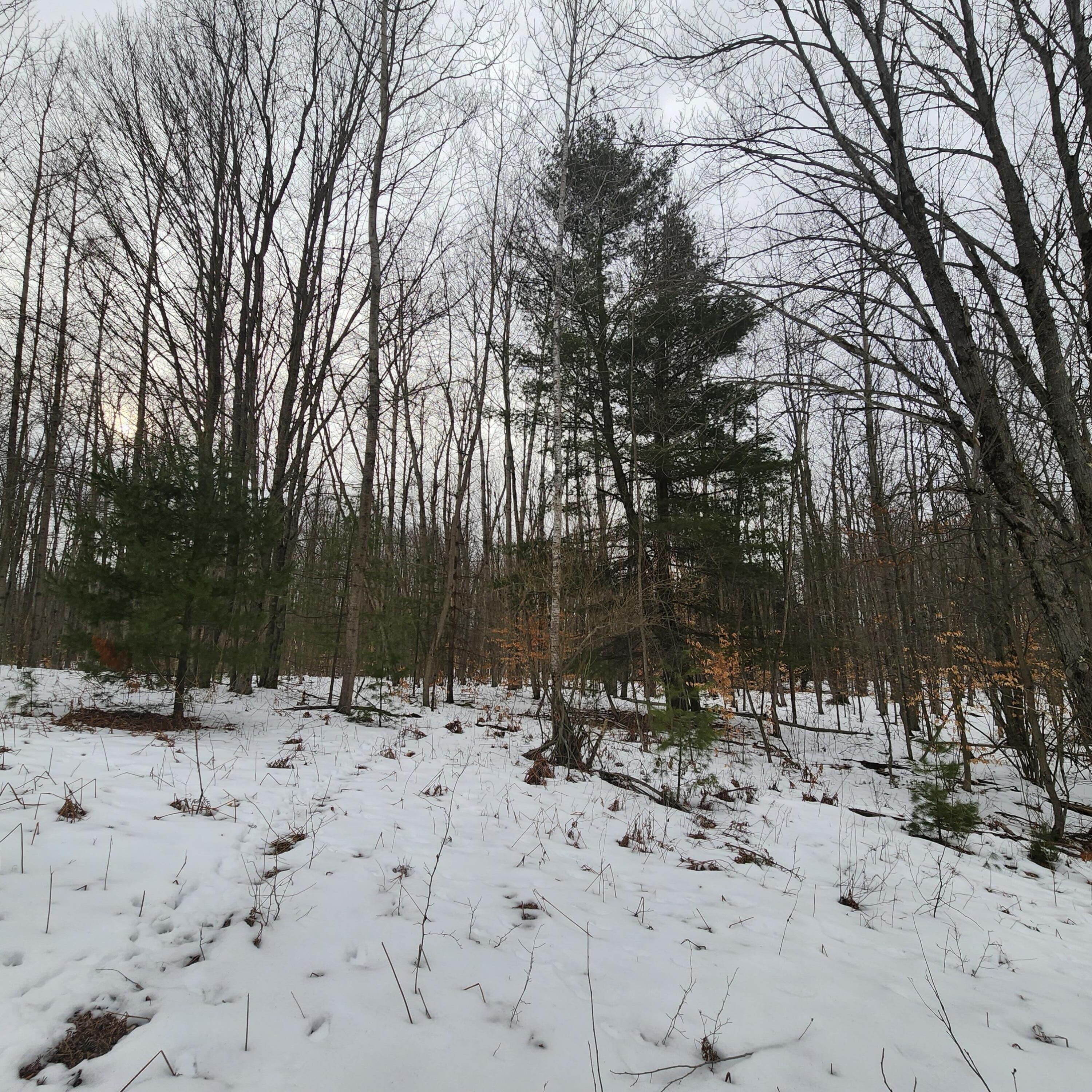 7 East 7 Mile Road Tustin, MI 49688 - Photo 8 of 10 7 Mile 12