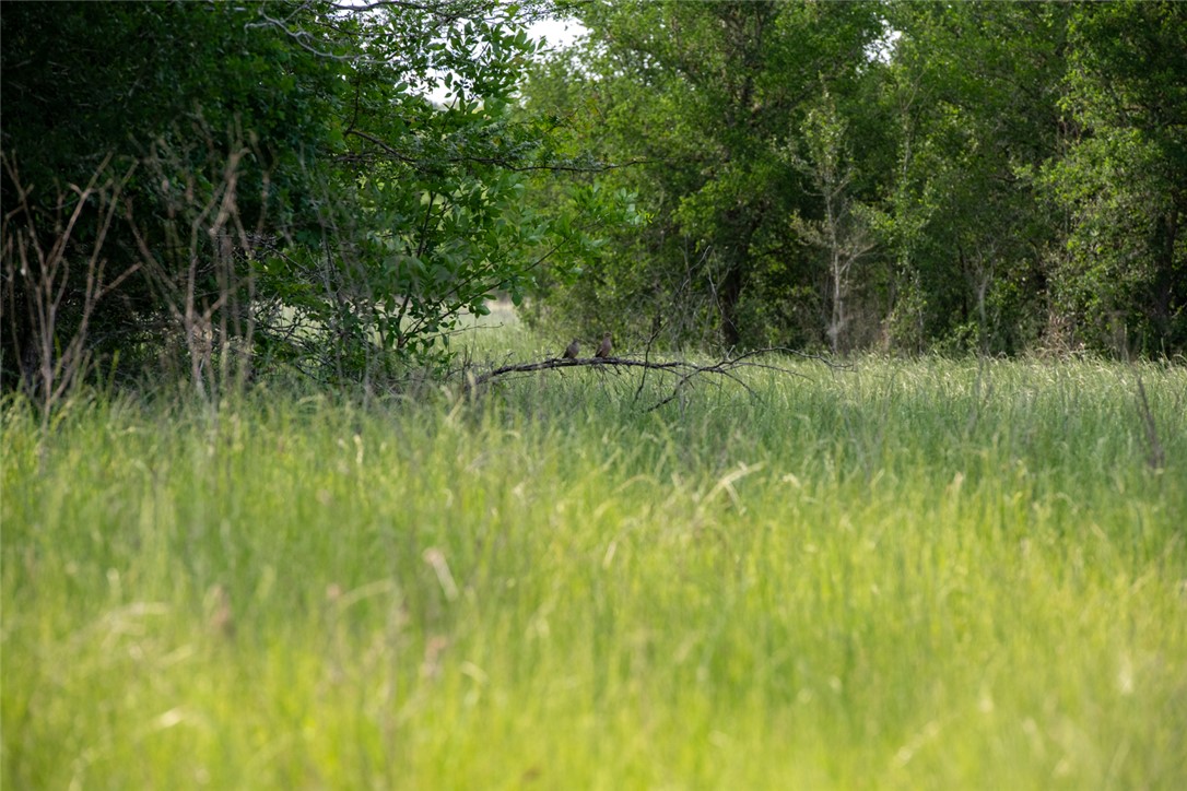 4046 Fm 1361 Somerville, TX 77879 - Photo 16 of 18 a view of a garden