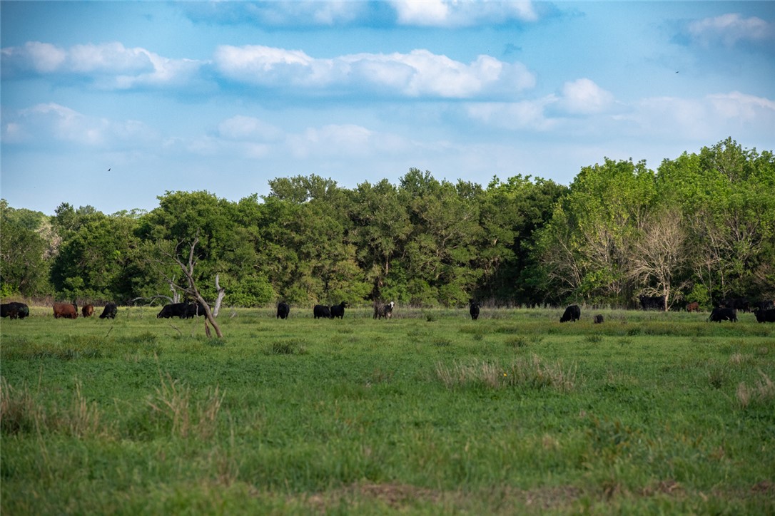 4046 Fm 1361 Somerville, TX 77879 - Photo 17 of 18 a big yard with lots of green space and deers
