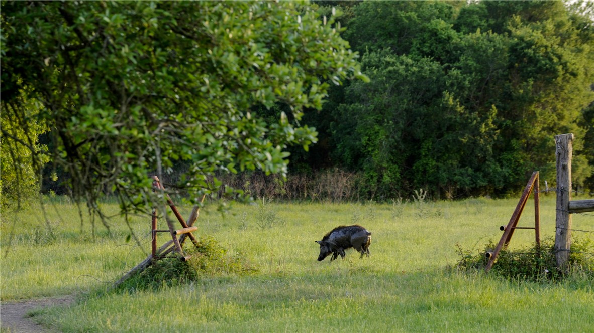 4046 Fm 1361 Somerville, TX 77879 - Photo 8 of 18 a view of a lush green forest