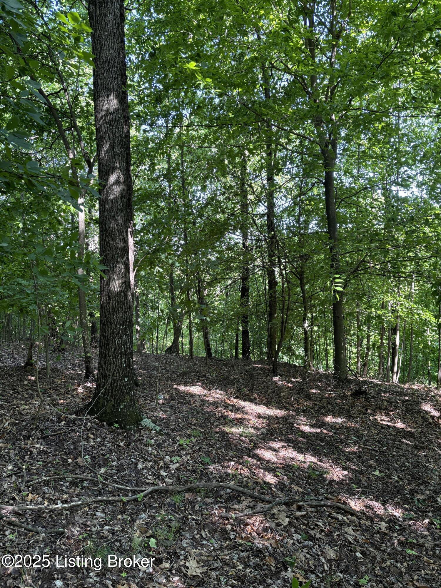 0 Dry Fork Road Raywick, KY 40060 - Photo 7 of 11 greenwell pic 8