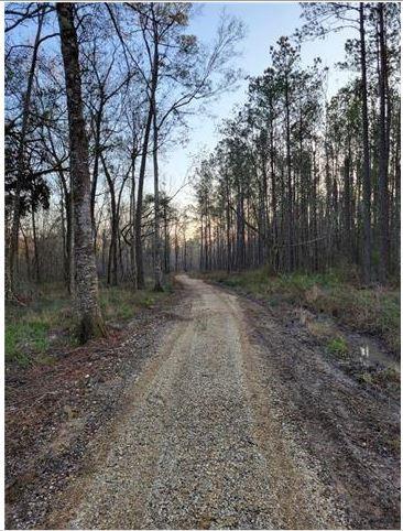 30854 George White Road Springfield, LA 70462 - Photo 4 of 7