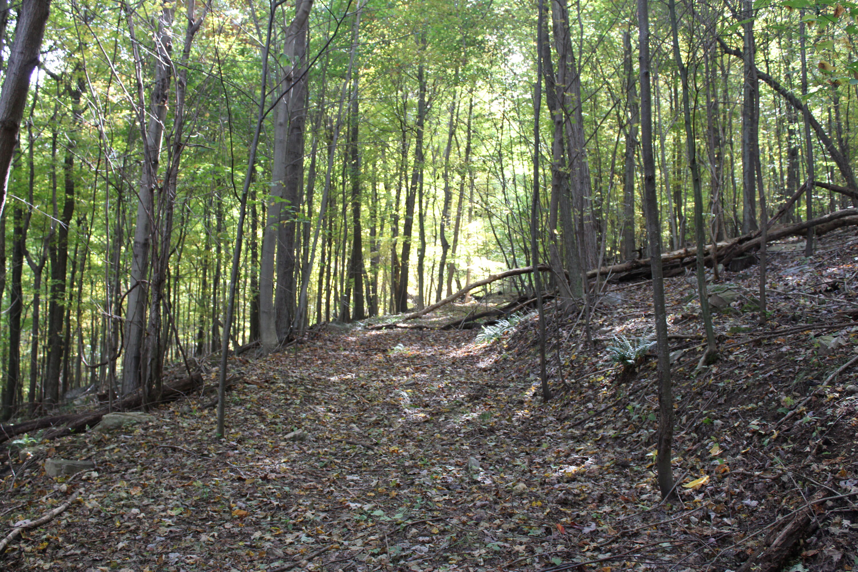 0 Robertson Mountain Road Narrows, VA 24124 - Photo 17 of 21 Donovan 11