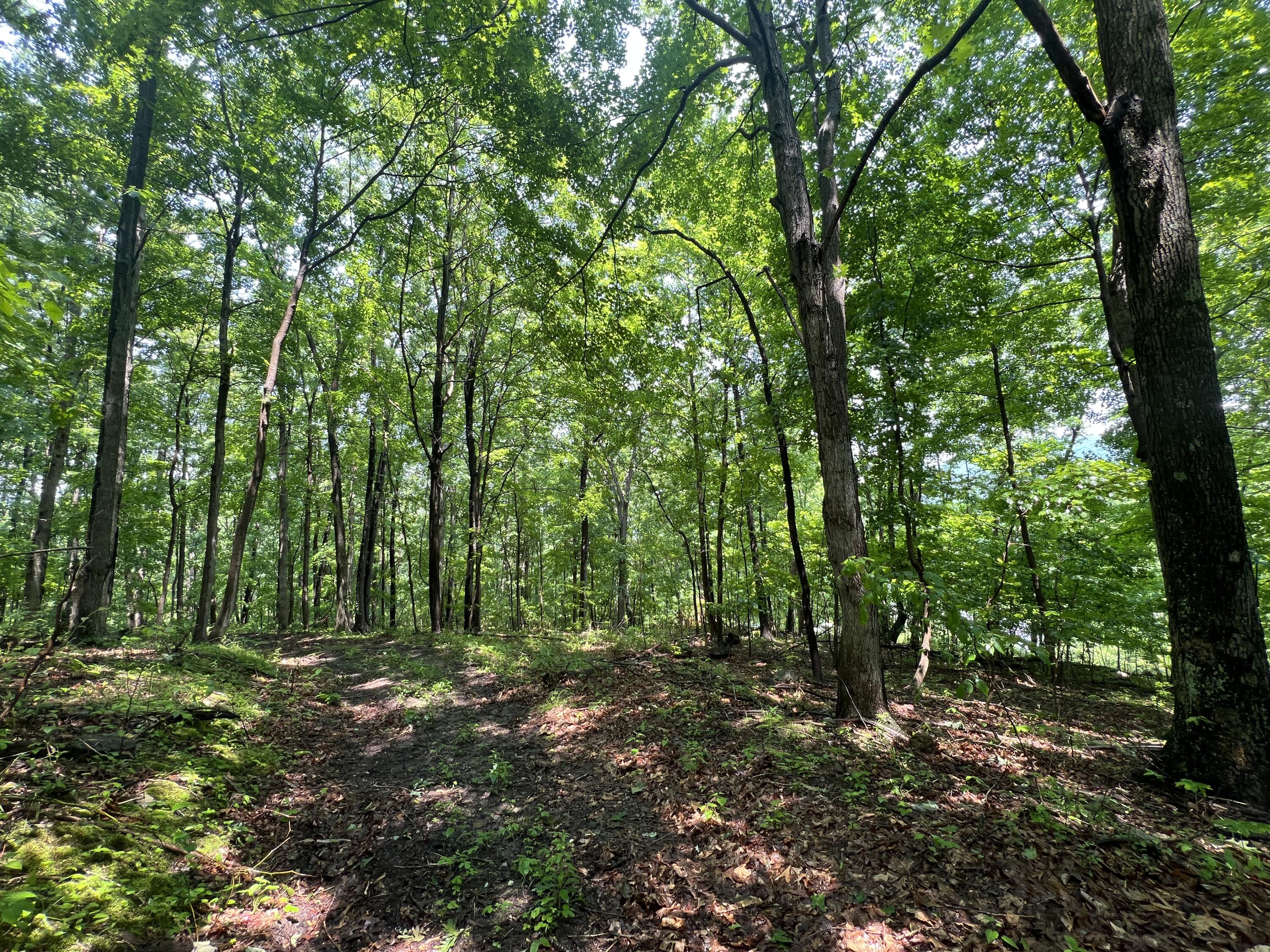 0 Robertson Mountain Road Narrows, VA 24124 - Photo 2 of 21 Donovan B