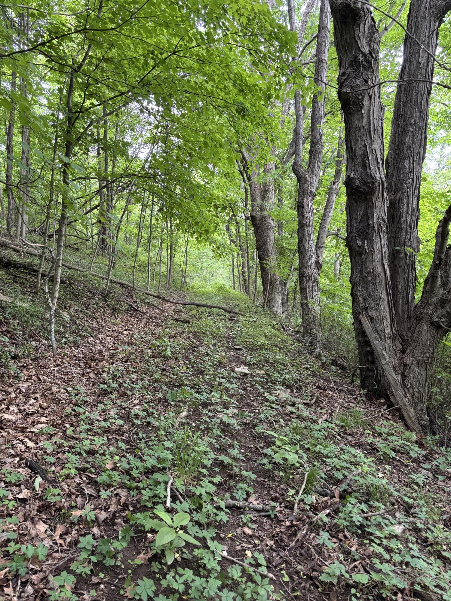 0 Robertson Mountain Road Narrows, VA 24124 - Photo 5 of 21 Donovan D