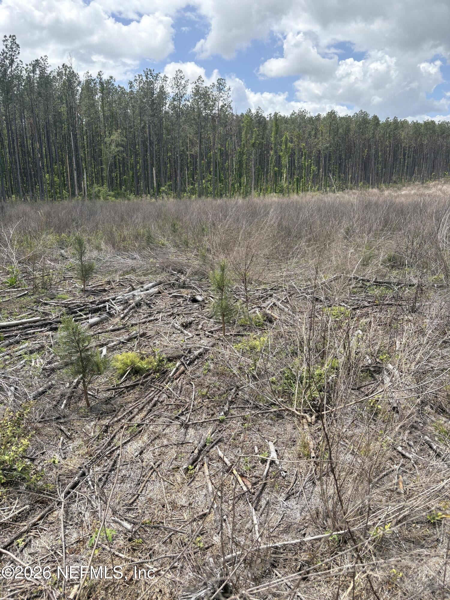 3600 Northeast Rocky Ford Road Pinetta, FL 32350 - Photo 15 of 15 IMG_3741