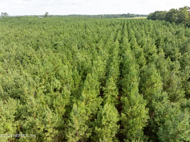 a view of a big yard with plants and large trees