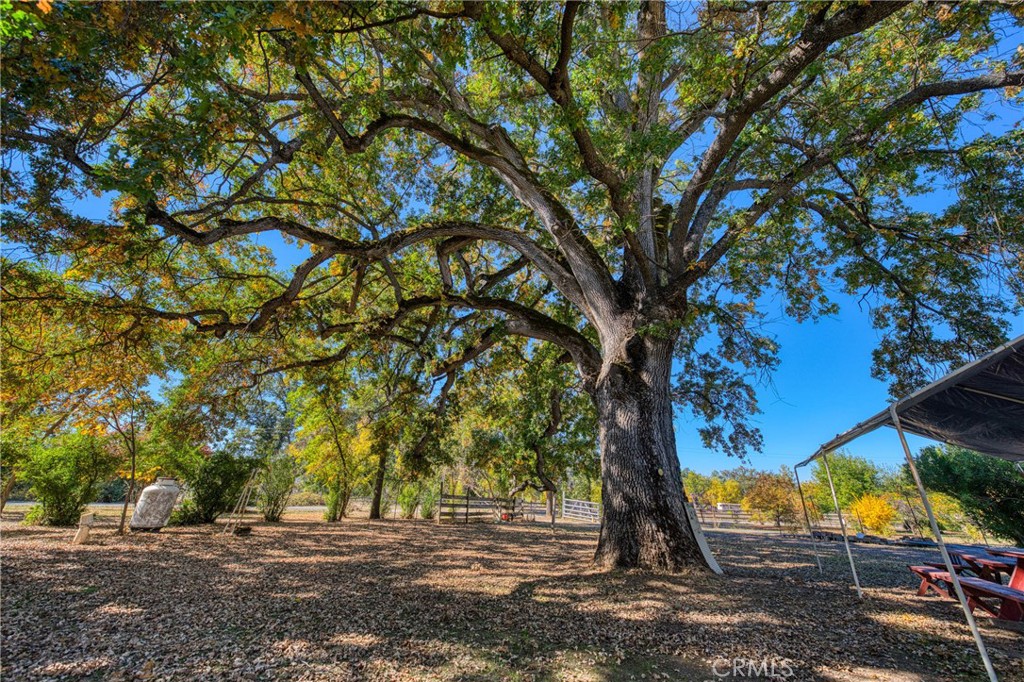 11694 Old Spruce Grove Road Lower Lake, CA 95457 - Photo 9 of 55 a view of outdoor space with trees