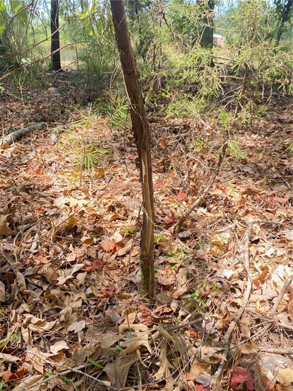 141 Buford Lashley Road Atlanta, LA 71404 - Photo 11 of 33