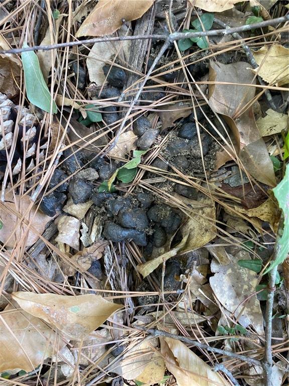 141 Buford Lashley Road Atlanta, LA 71404 - Photo 12 of 33