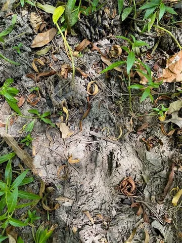 $99,999 | 141 Buford Lashley Road, Atlanta, LA 71404