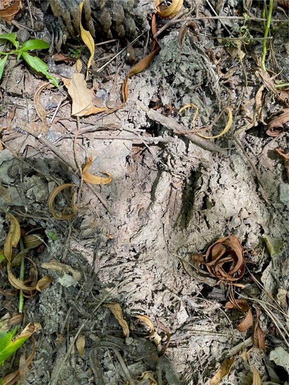 141 Buford Lashley Road Atlanta, LA 71404 - Photo 15 of 33