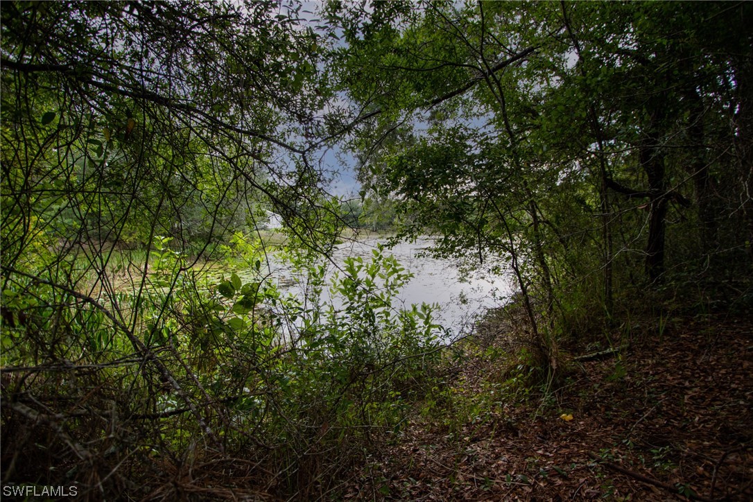 34132 August Avenue Webster, FL 33597 - Photo 5 of 13 a view of a yard