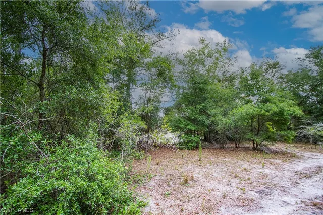 a view of a forest with lots of trees