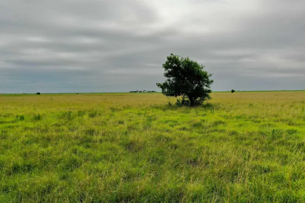 a view of an ocean from a yard