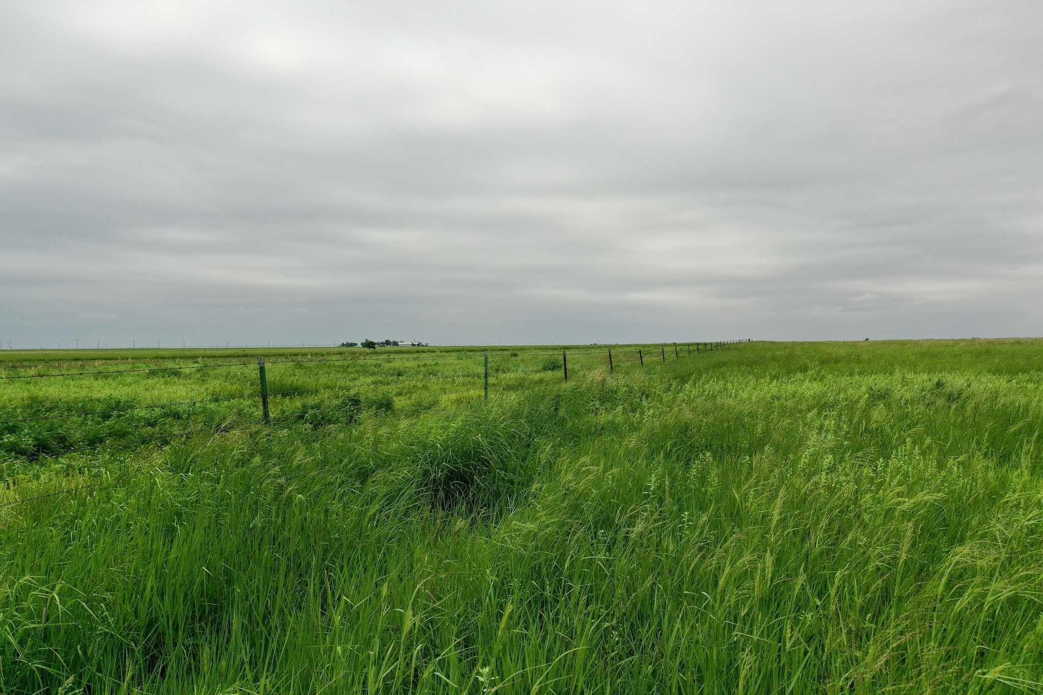 2015 County Road 9 Tulia, TX 79088 - Photo 24 of 33 a view of a field of grass and trees