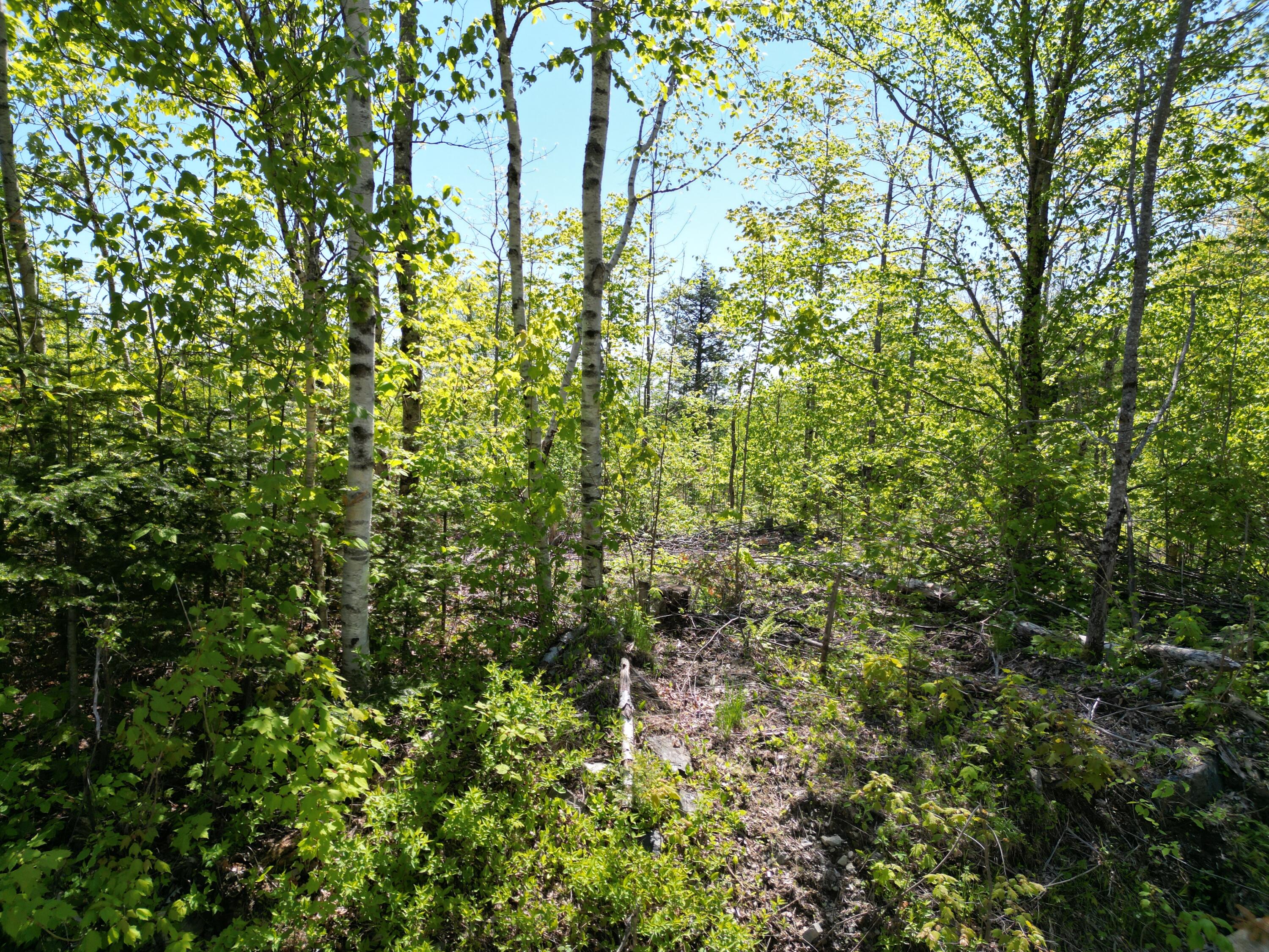 Lot 1 Shep Road Extension Springfield, ME 04487 - Photo 18 of 18 DJI_0039