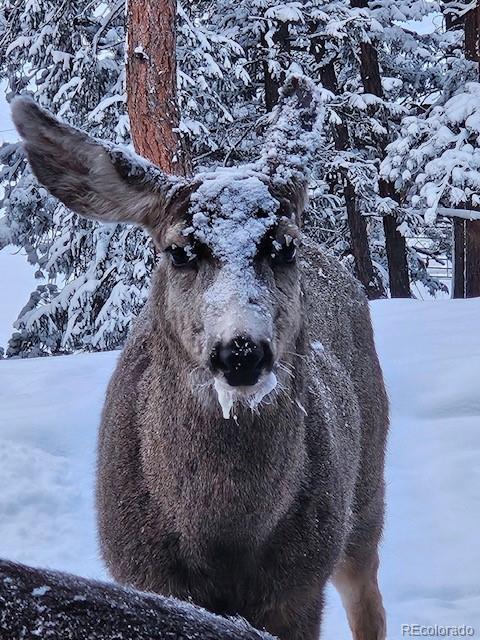 34 Normandy Road Evergreen, CO 80439 - Photo 40 of 45