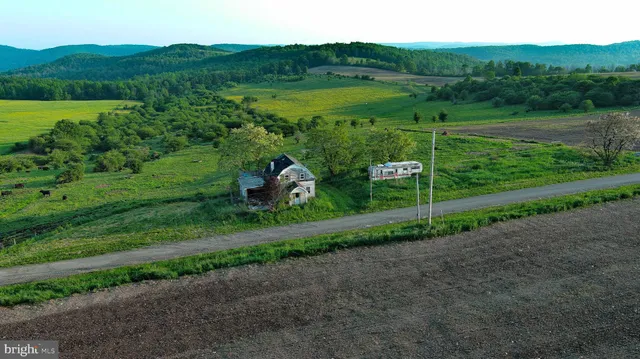 a view of a garden with a large tree
