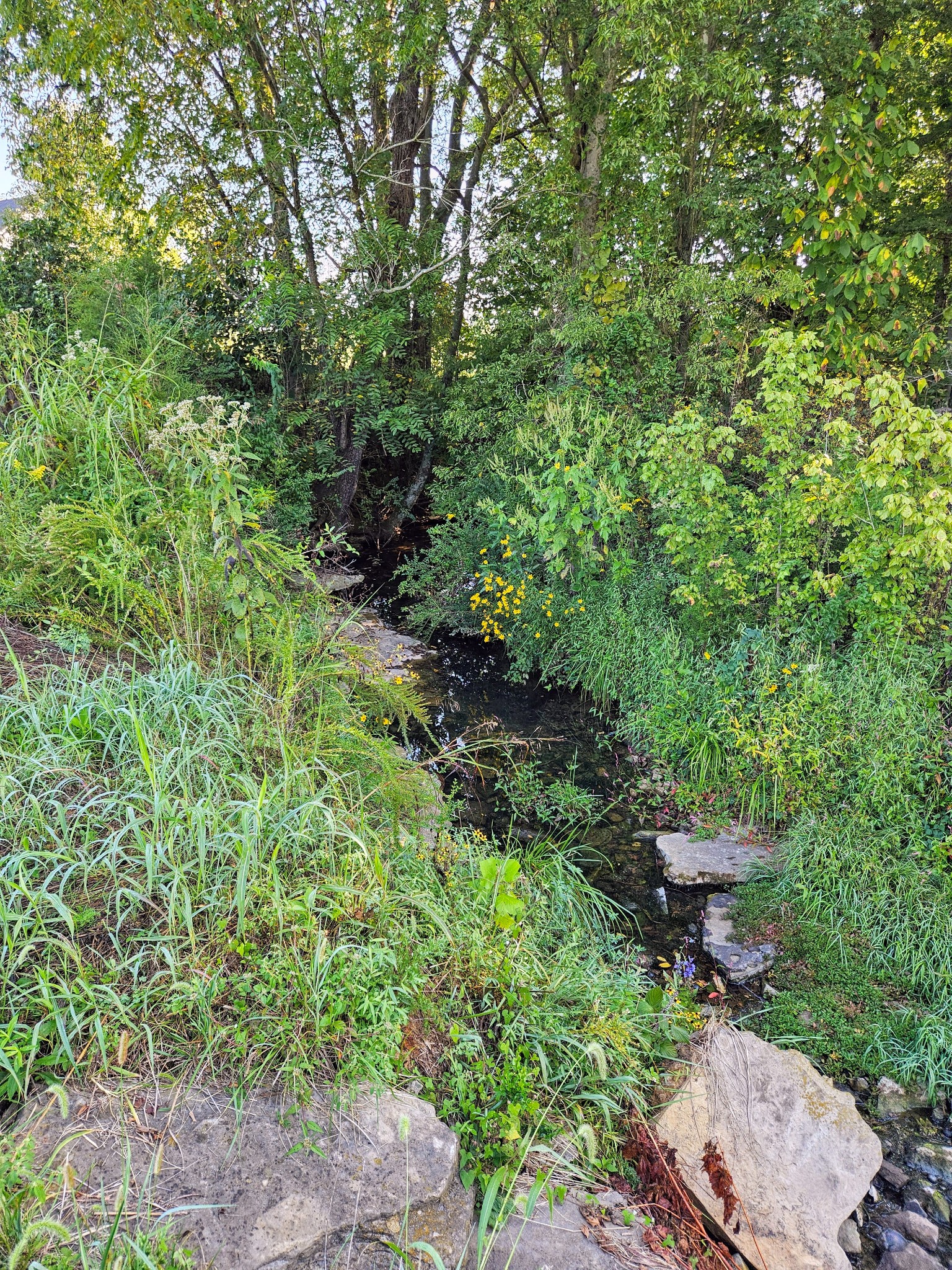 536 Martin Chapel Road Portland, TN 37148 - Photo 3 of 17 a view of a backyard of a house with a fountain