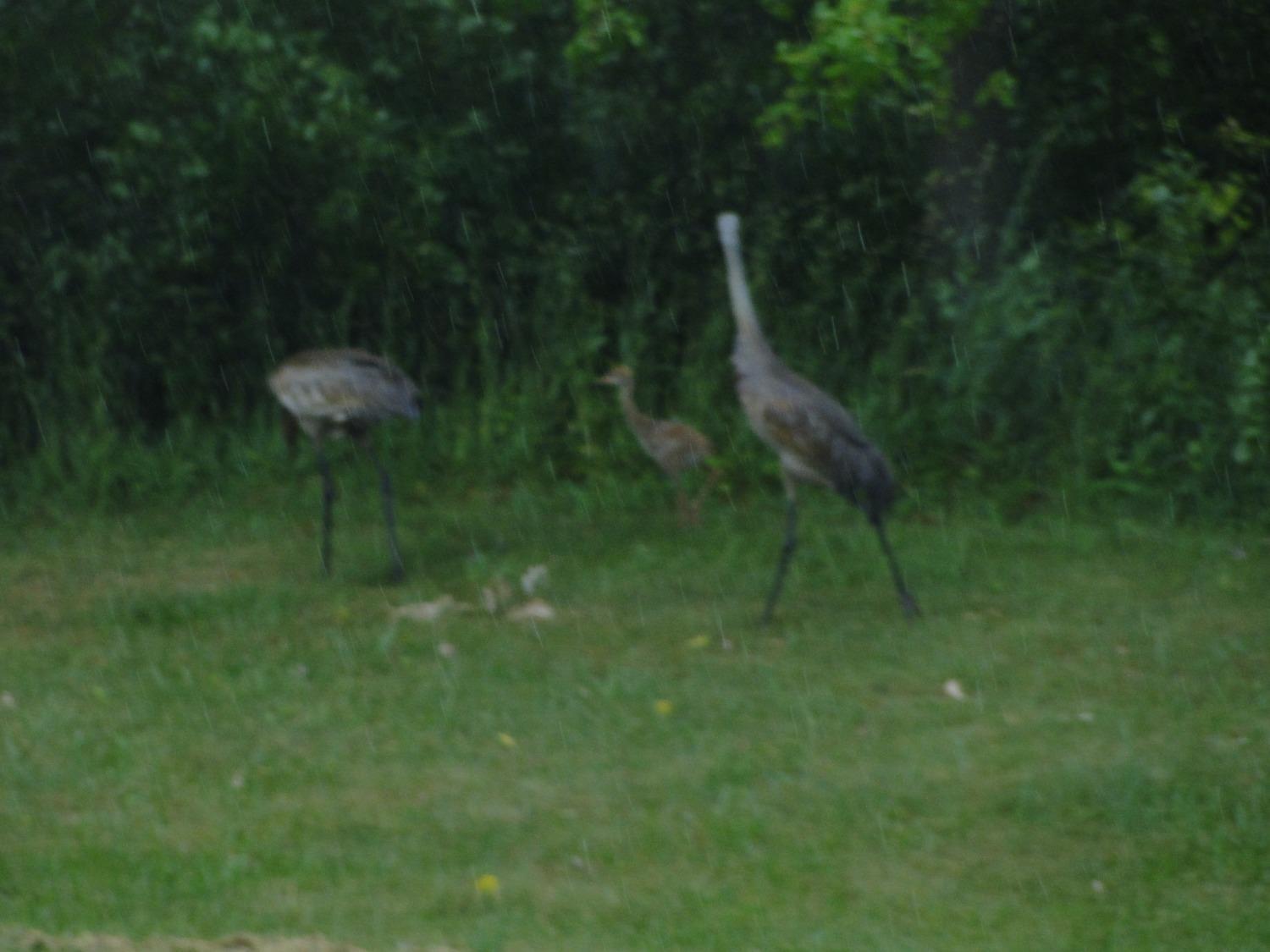 612 West 100 South Hebron, IN 46341 - Photo 18 of 18 a backyard of a house with lots of green space and plants