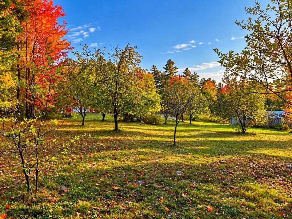241 Baker Brook Road Bradley, ME 04411 - Photo 67 of 106 Lawn 3 (251-BBR-Bradley) (Copy)