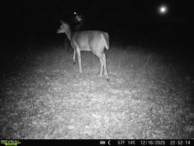 1121 County Road 4522 Decatur, TX 76234 - Photo 12 of 14 a lamp is sitting in the middle of a yard