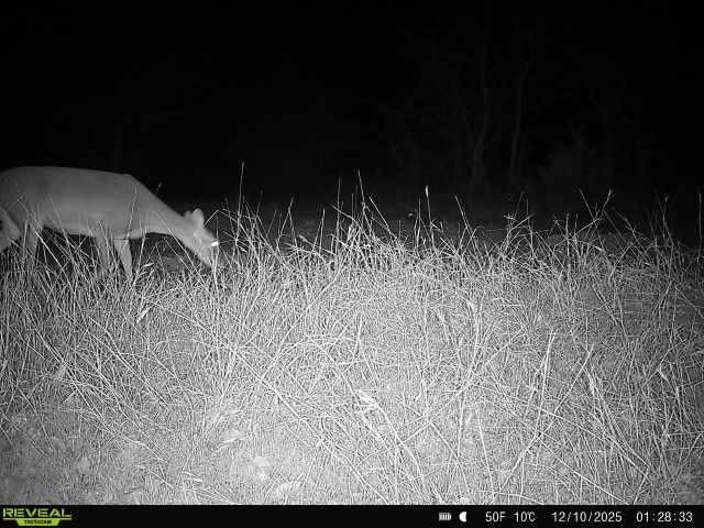 1121 County Road 4522 Decatur, TX 76234 - Photo 13 of 14 a view of outdoor space and yard