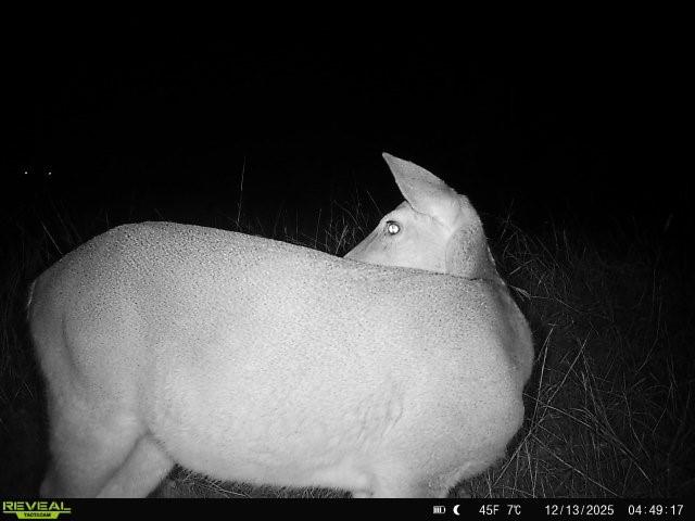 1121 County Road 4522 Decatur, TX 76234 - Photo 10 of 14 a bed sitting in a bedroom and wooden floor