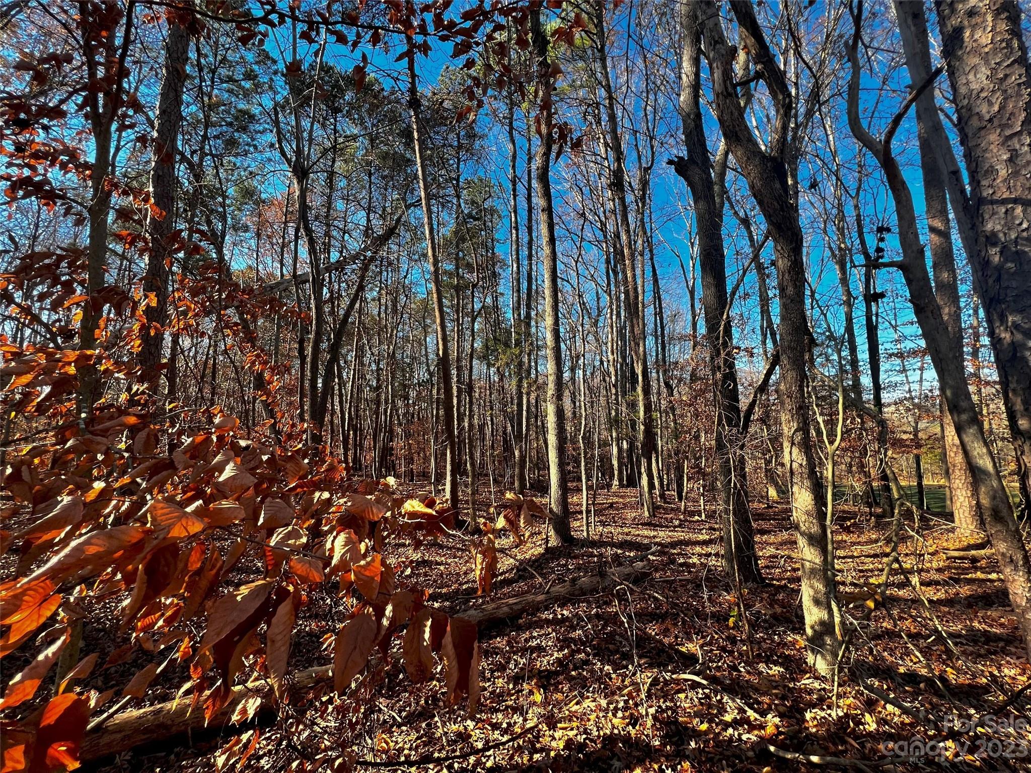 138 Copper Pne Lane, Unit 2 Davidson, NC 28036 - Photo 3 of 20 a view of tree
