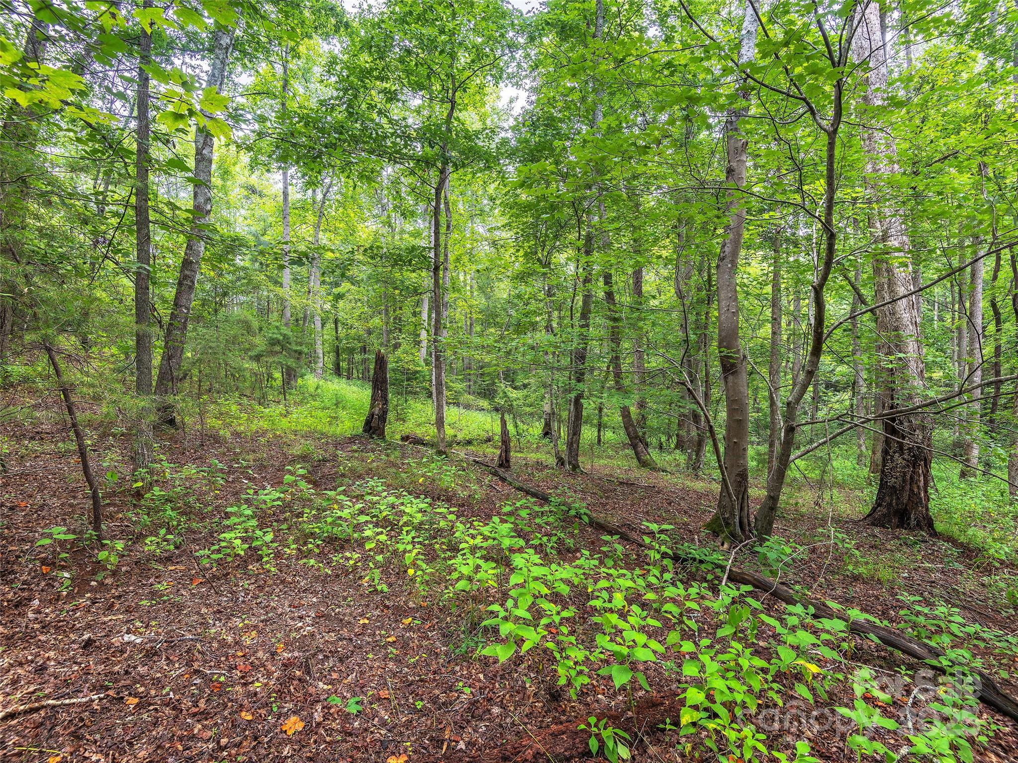 Lot #28 Parkway North Rd Mill Spring, Unit 28 Mill Spring, NC 28756 - Photo 13 of 23 a view of outdoor space and green space
