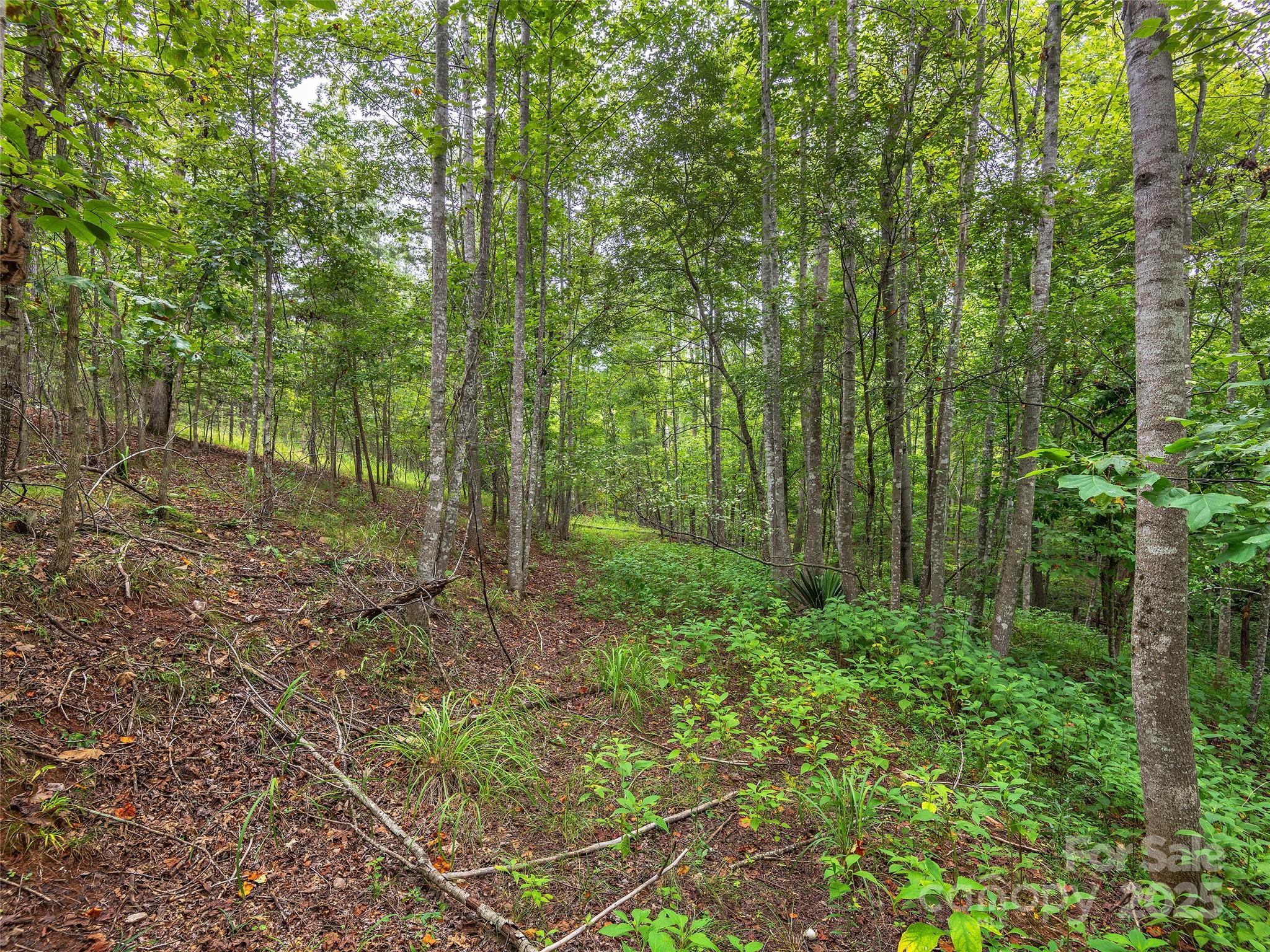Lot #28 Parkway North Rd Mill Spring, Unit 28 Mill Spring, NC 28756 - Photo 15 of 23 a view of a forest with trees