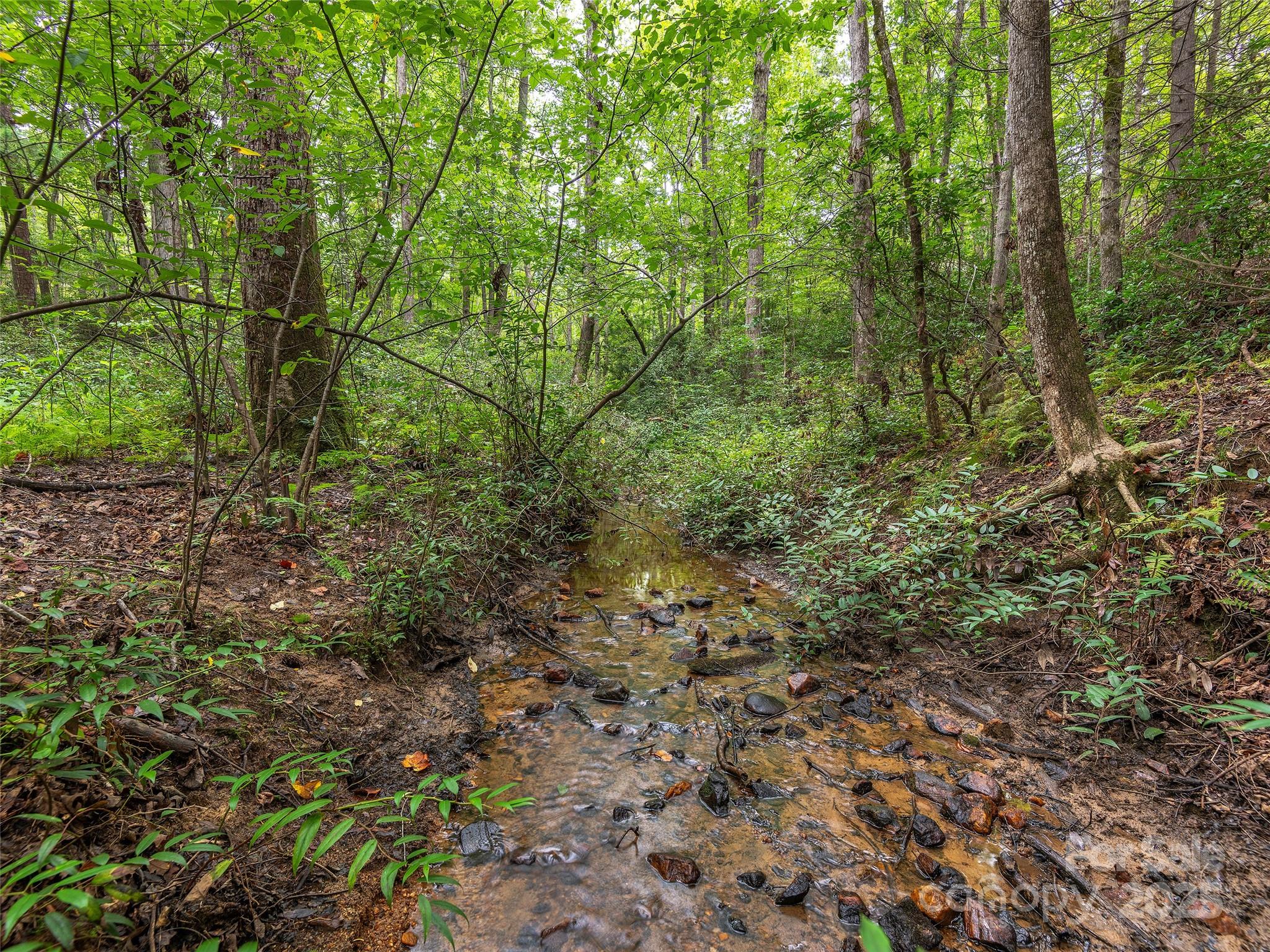 Lot #28 Parkway North Rd Mill Spring, Unit 28 Mill Spring, NC 28756 - Photo 17 of 23 a view of a yard with plants and trees
