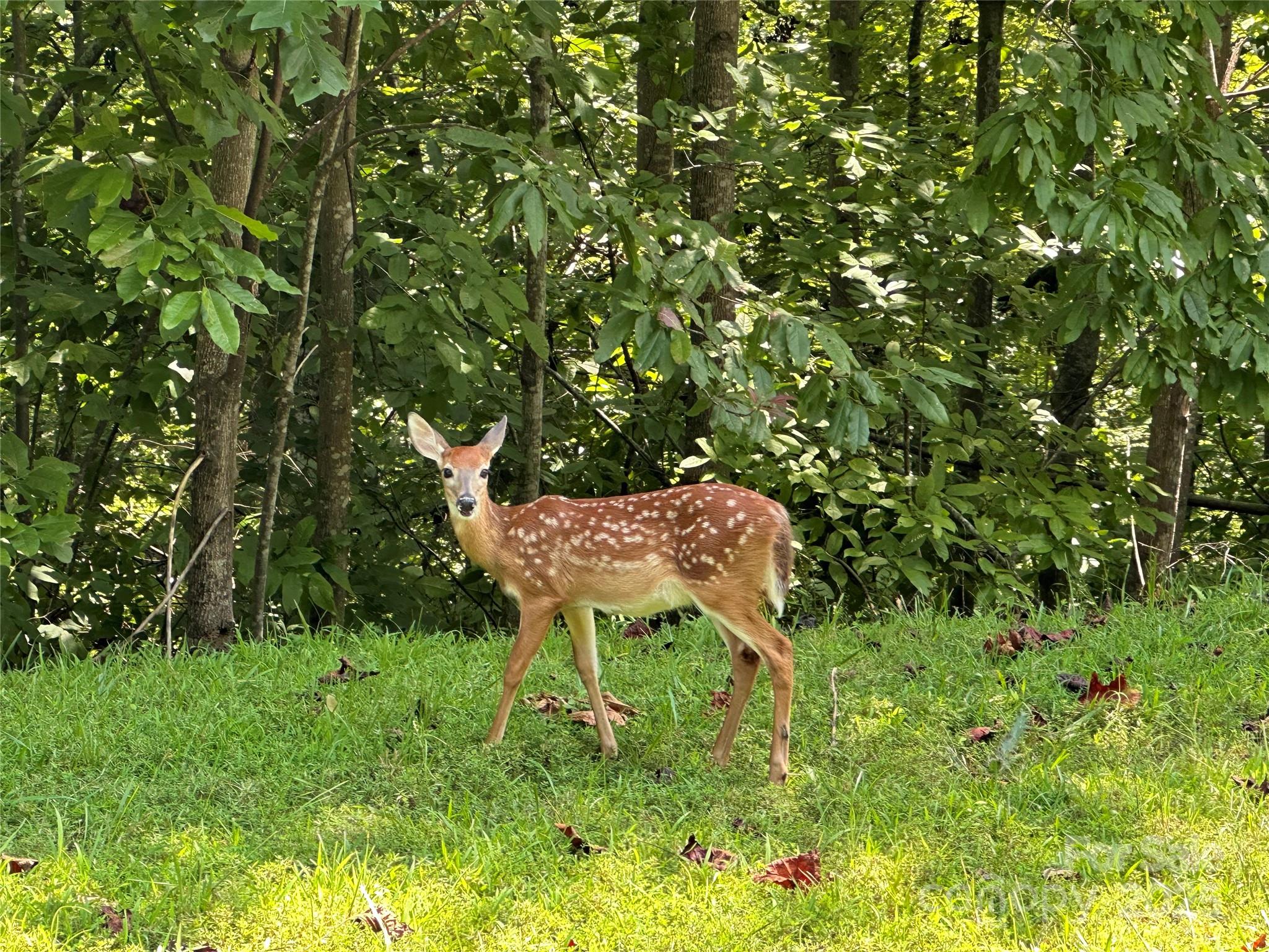 Lot #28 Parkway North Rd Mill Spring, Unit 28 Mill Spring, NC 28756 - Photo 22 of 23 a garden view with a seating space
