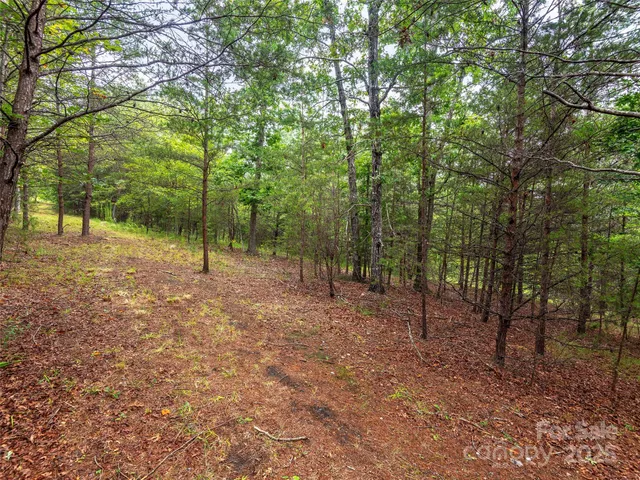 a view of a forest with trees in the background