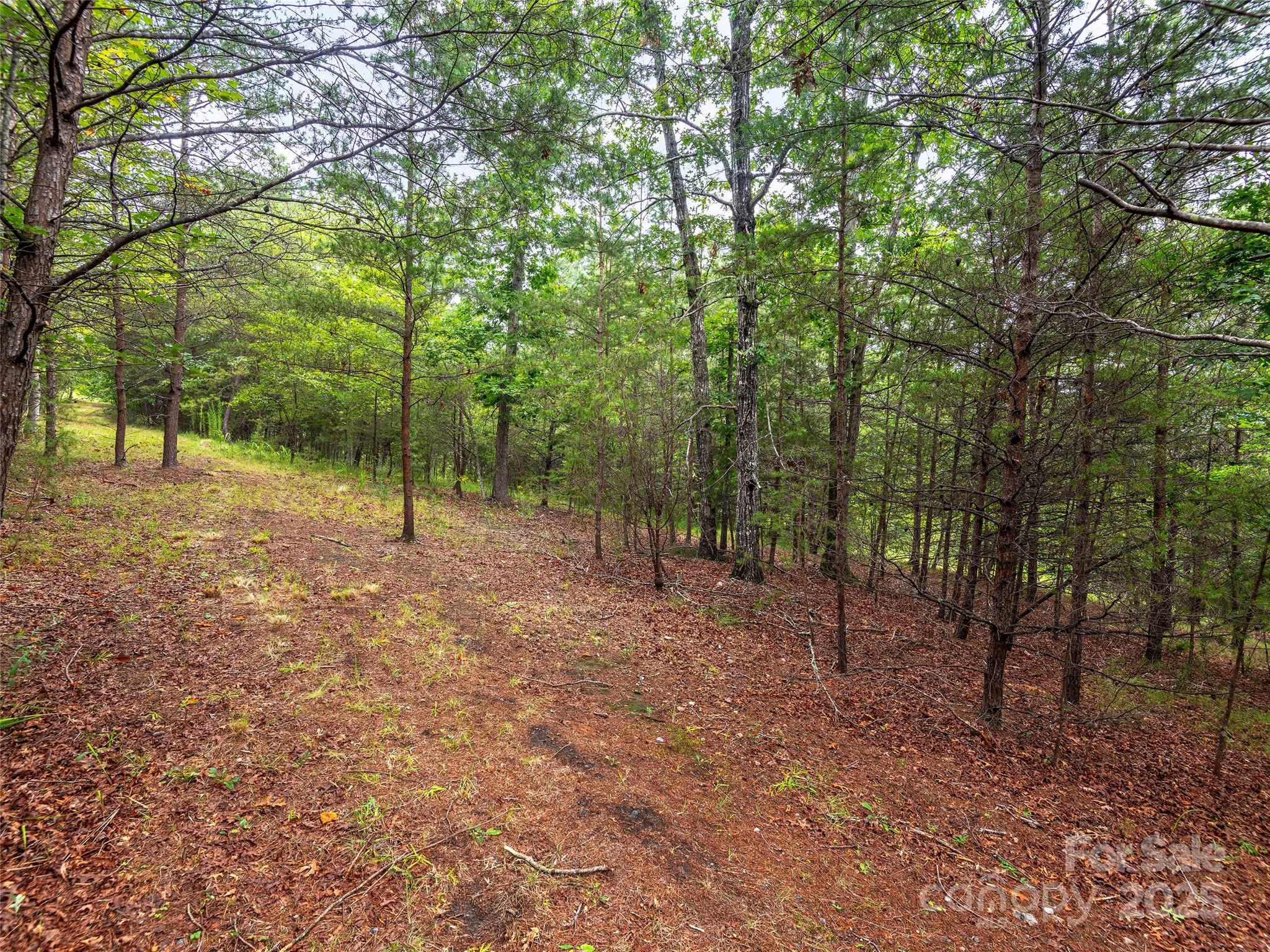 Lot #28 Parkway North Rd Mill Spring, Unit 28 Mill Spring, NC 28756 - Photo 6 of 23 a view of a forest with trees in the background