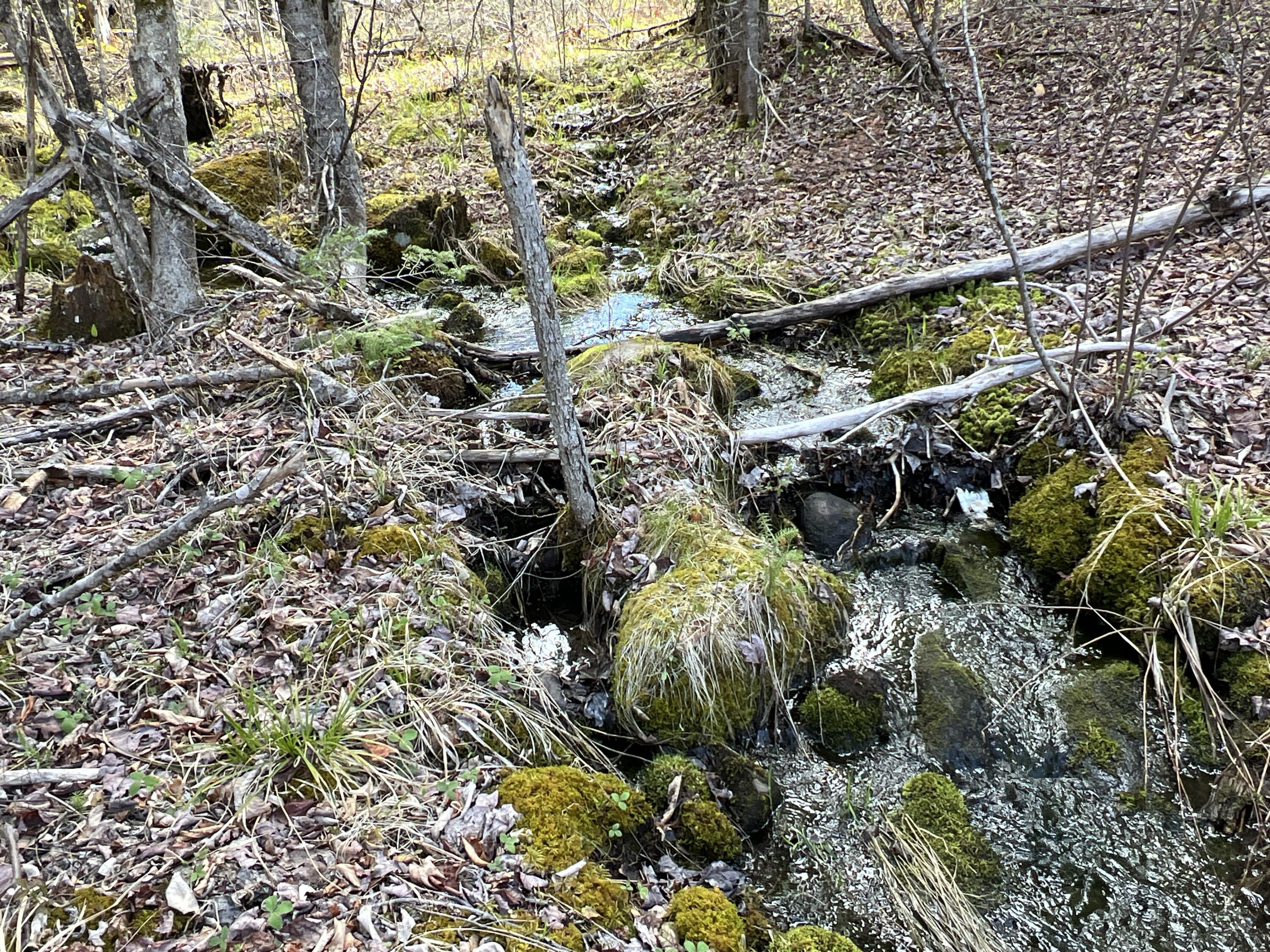 Lot 22 Schoodic Point Road Medford, ME 04463 - Photo 27 of 27 IMG_4192
