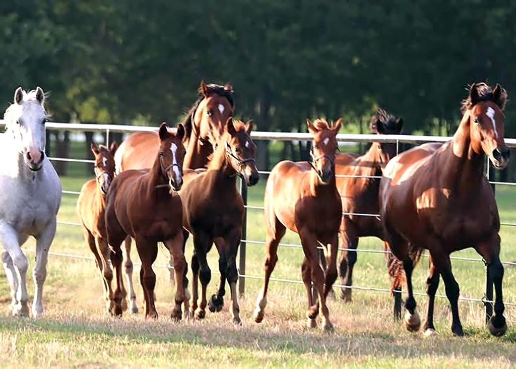 10399 Zipper Road Pilot Point, TX 76258 - Photo 4 of 6 a view of an outdoor space