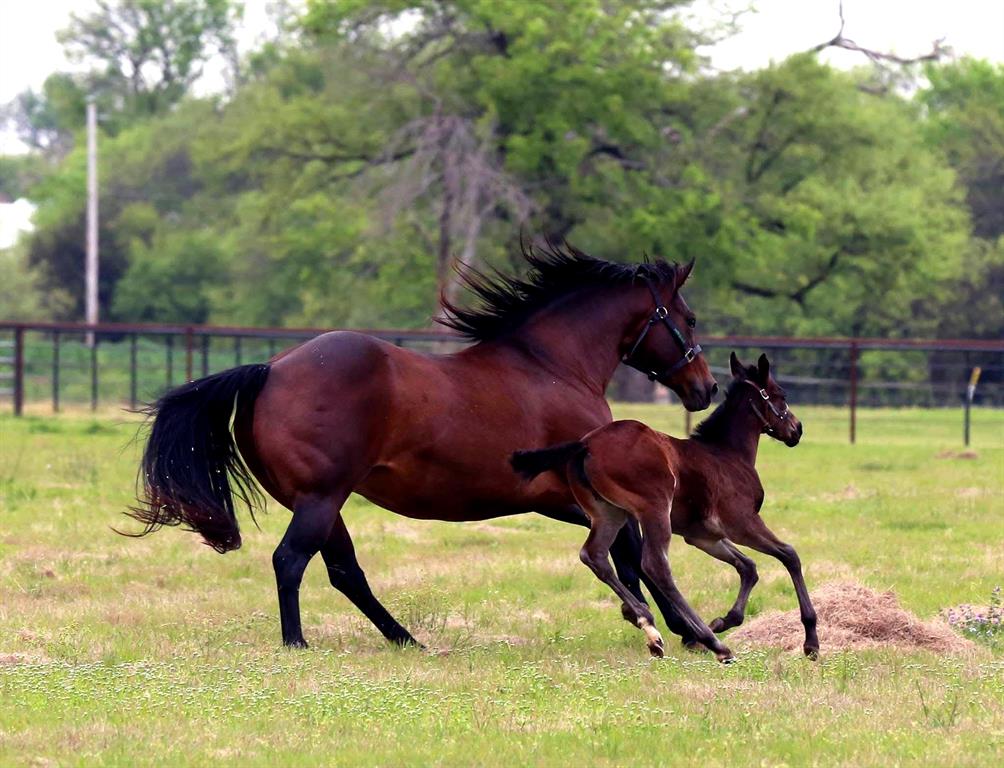 10399 Zipper Road Pilot Point, TX 76258 - Photo 5 of 6 a view of yard and patio