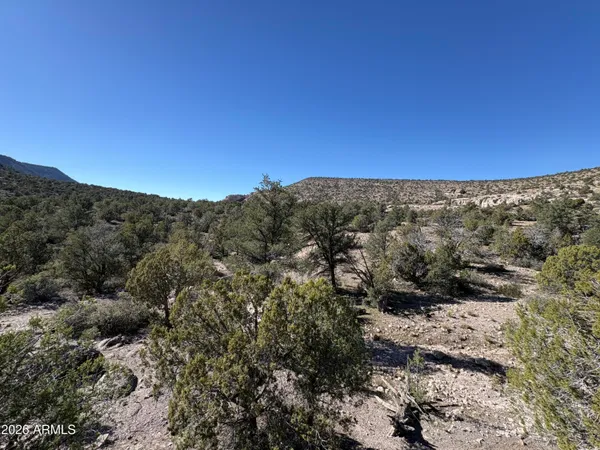 a view of a large tree in front of a yard