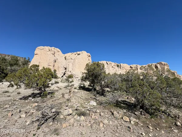 a view of a dry yard with lots of trees