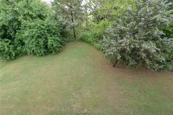 a view of a forest with a tree
