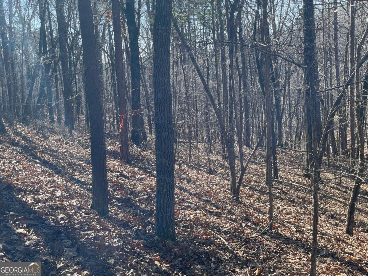1 Old Federal Road Talking Rock, GA 30175 - Photo 3 of 10 a view of a forest with trees