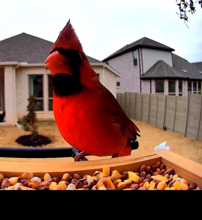 100 Peach Orch Lane Georgetown, TX 78628 - Photo 32 of 40 a view of a backyard