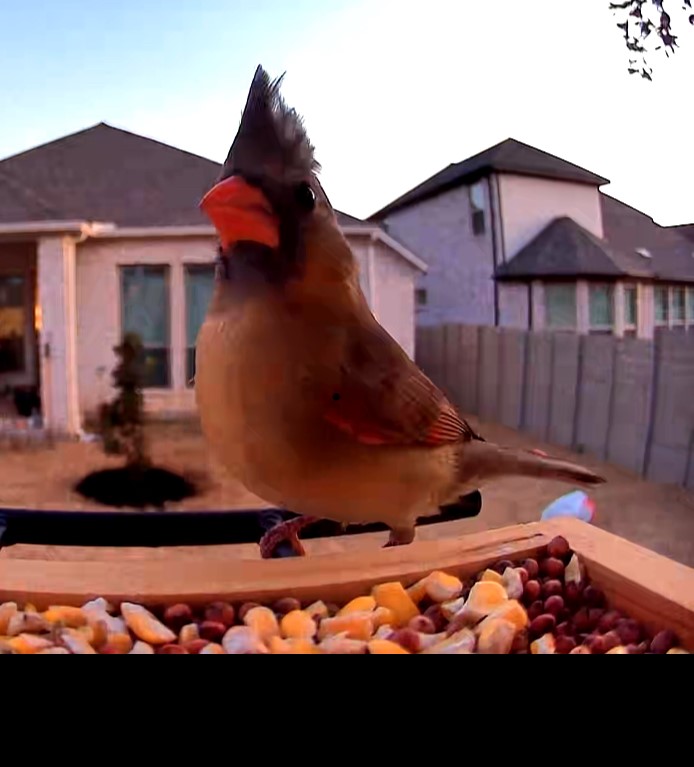 100 Peach Orch Lane Georgetown, TX 78628 - Photo 33 of 40 a view of a house with a yard