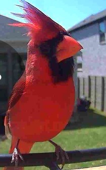 100 Peach Orch Lane Georgetown, TX 78628 - Photo 34 of 40 a view of outdoor space deck and yard