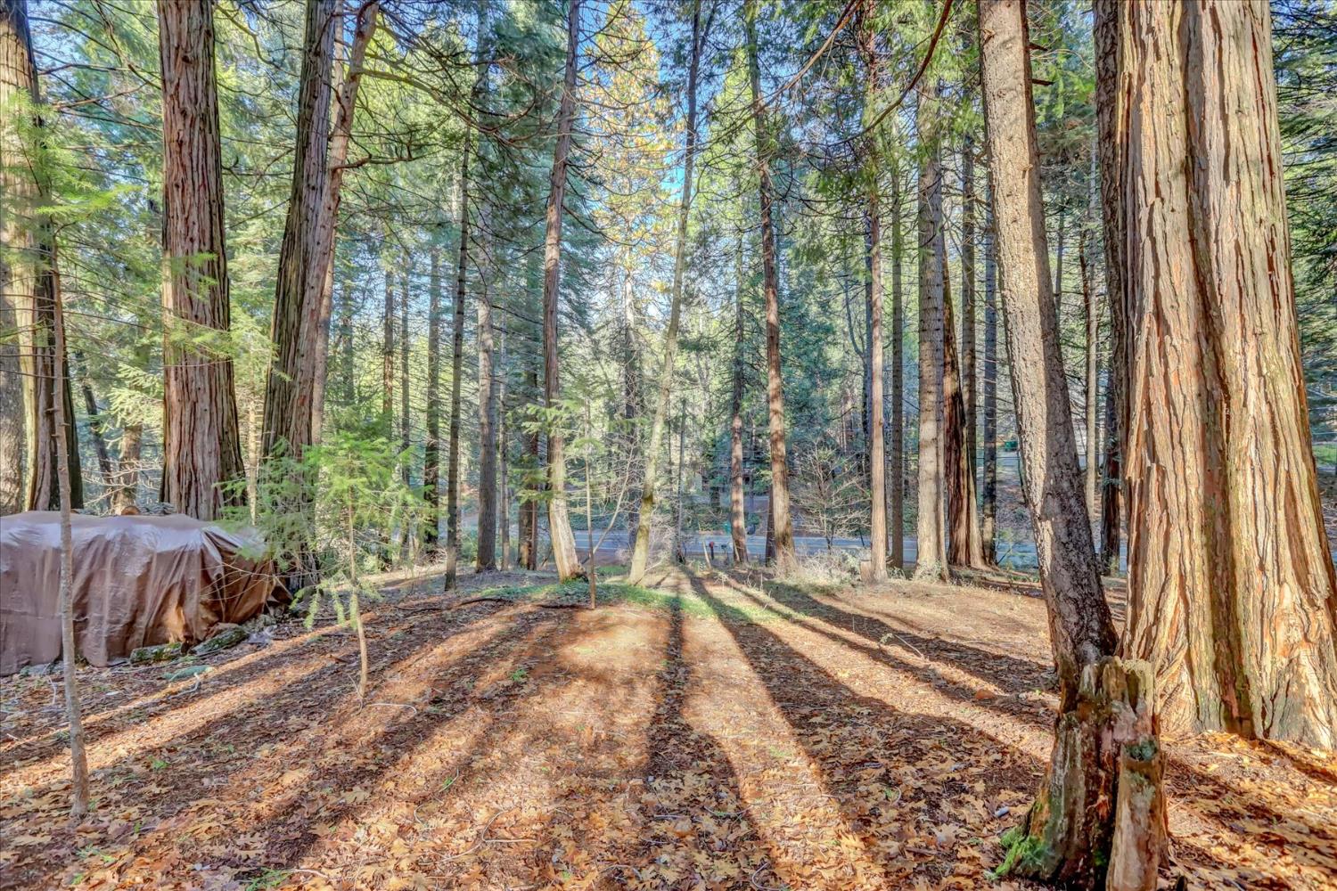 12593 Red Dog Road Nevada City, CA 95959 - Photo 41 of 55