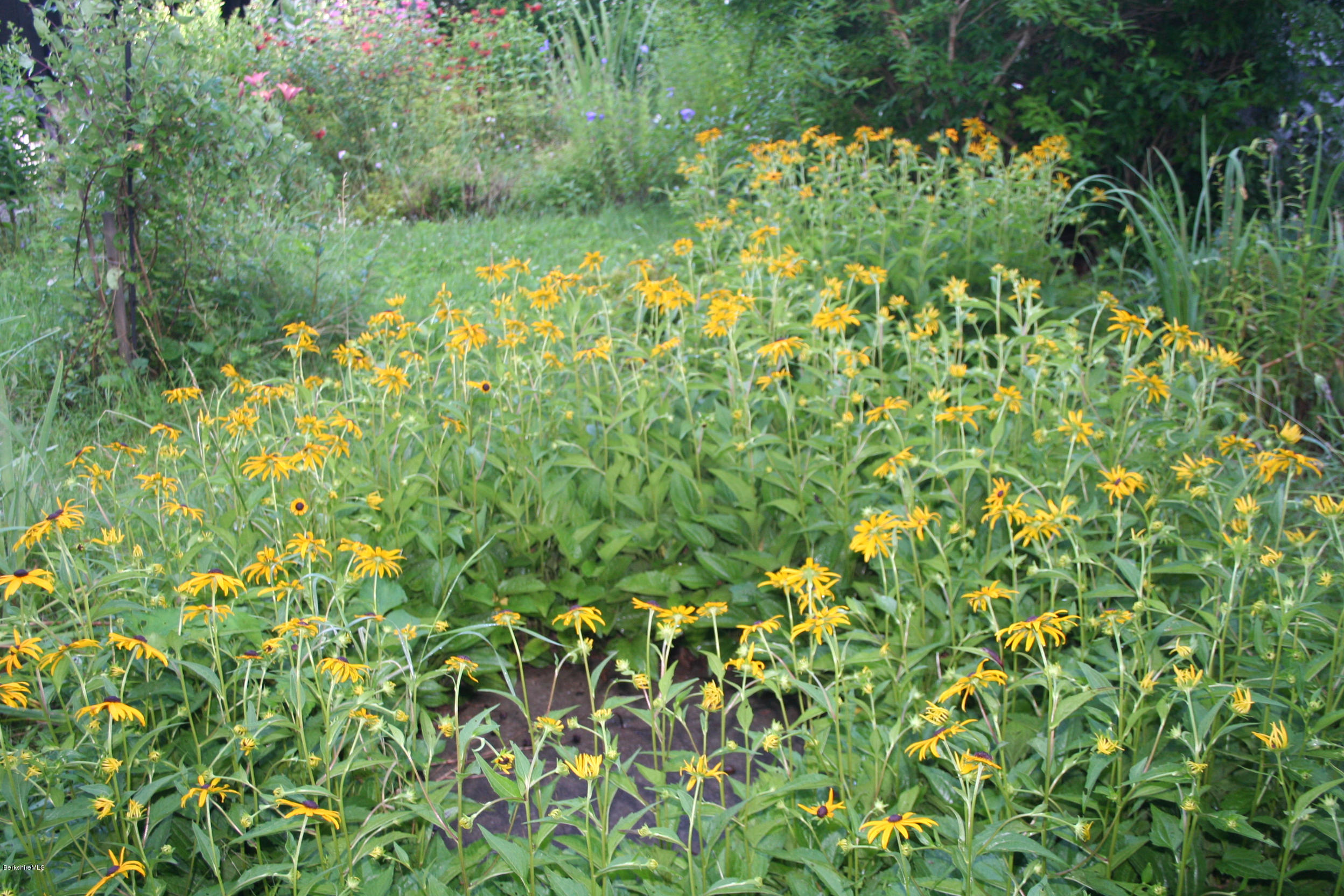 11 Sandisfield Road Sandisfield, MA 01255 - Photo 22 of 28 Black eyed Susans