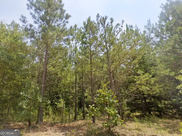 a view of a yard